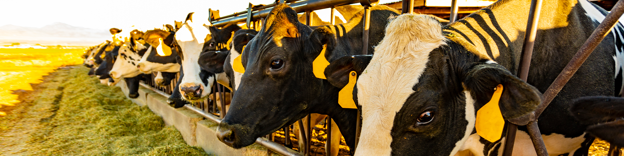 dairy cows