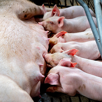 piglets eating