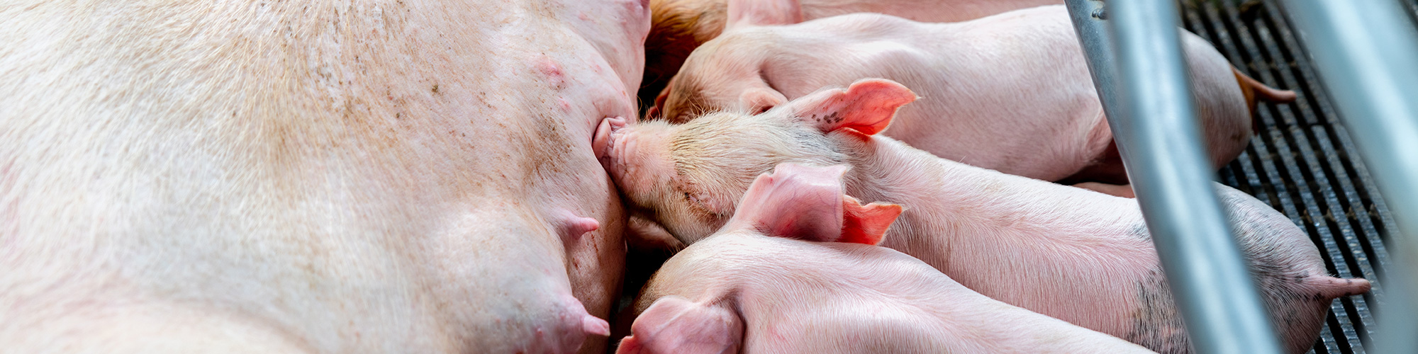 piglets eating