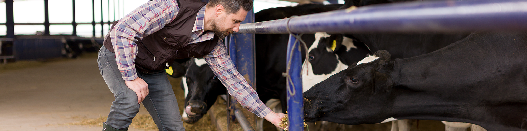 farmer and dairy cow