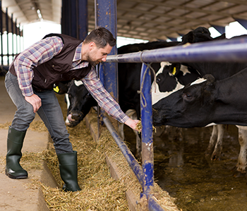 farmer and dairy cow