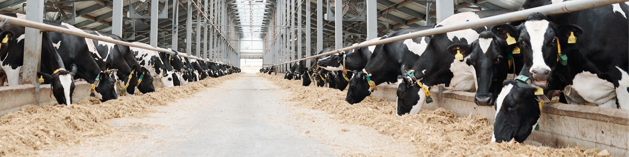 dairy cows eating