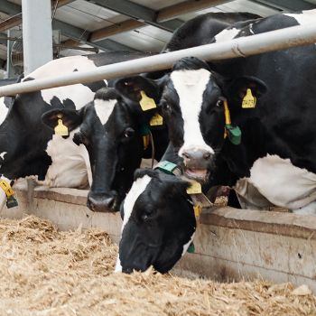 dairy cows eating