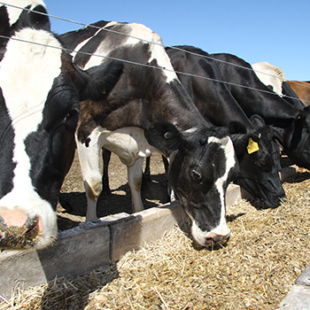 dairy cows eatting