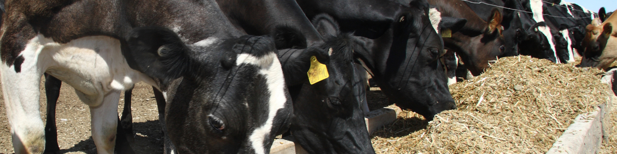 dairy cows eatting