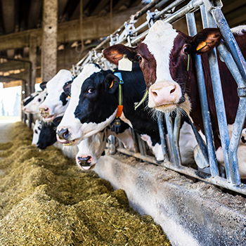 dairy cows eatting certillus