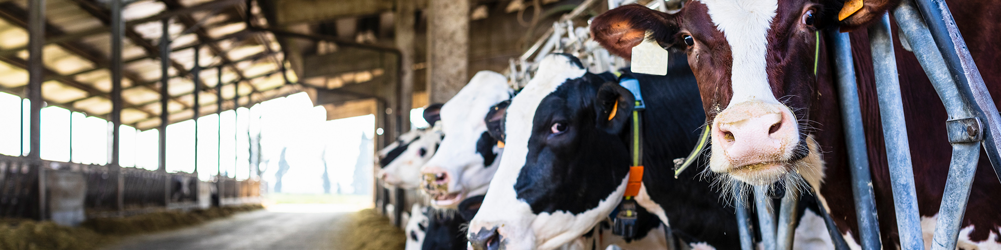 dairy cows eatting certillus