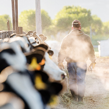 dairy cows