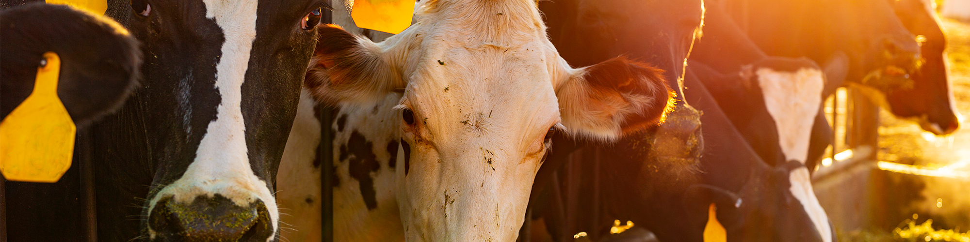 dairy cows