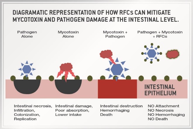 RFCs Can Mitigate Mycotoxin and Pathogen Damage
