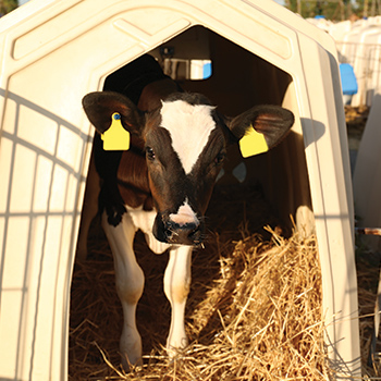 holstein calf