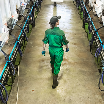 girl walking in dairy barn