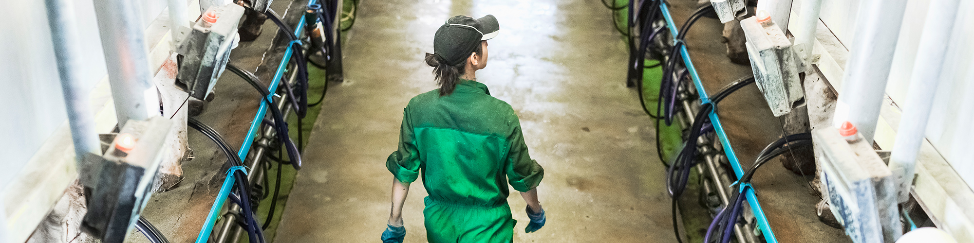 girl walking in dairy barn