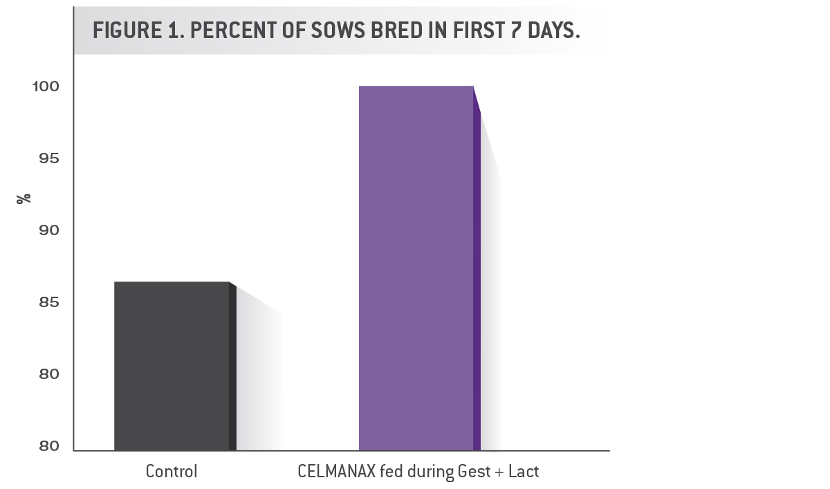 percent sows bred with CELMANAX chart