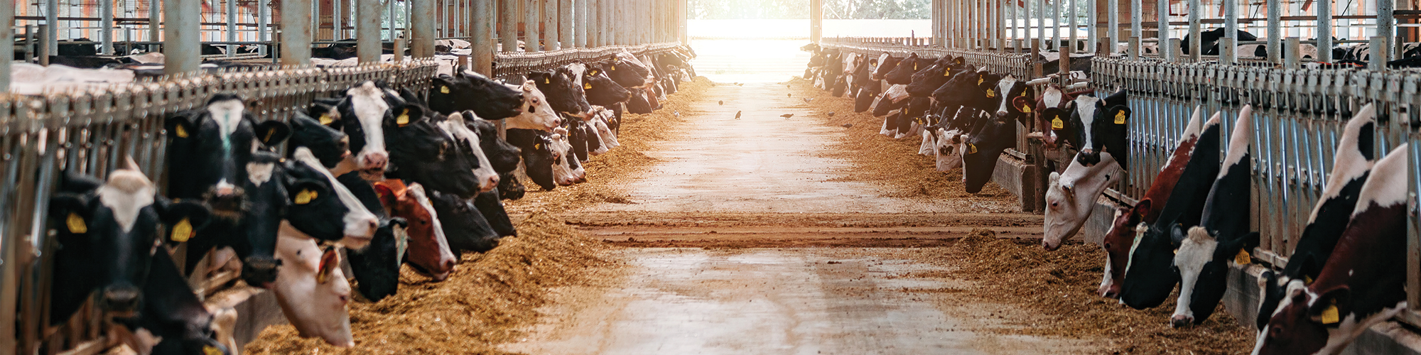 dairy cows eating