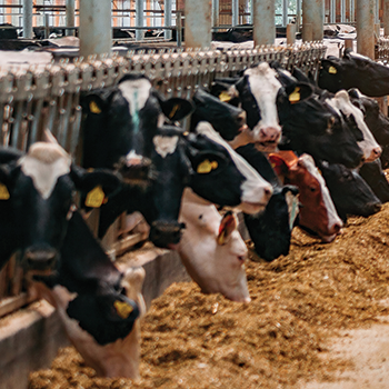 dairy cows eating