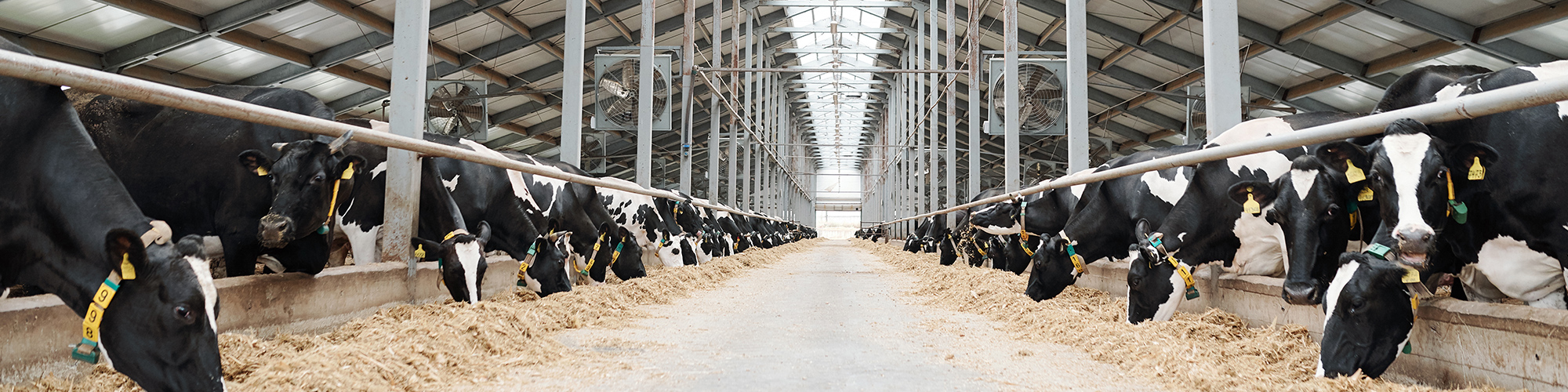 cows eating in dairy barn