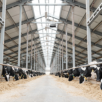 cows eating in dairy barn