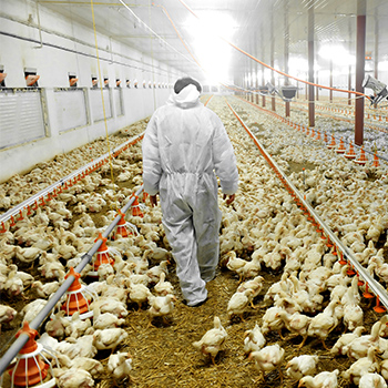 poultry farm