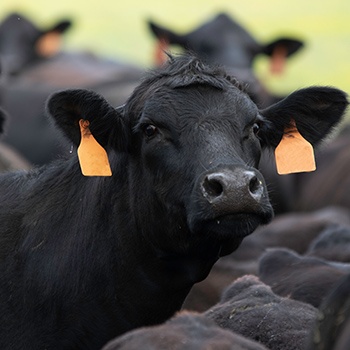 Black Angus Cow