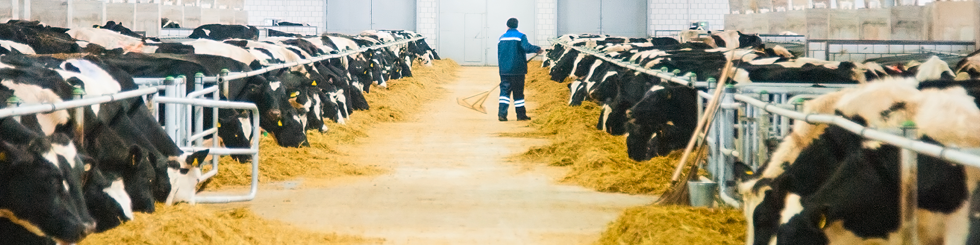 Metabolizable Protein in Dairy Barn