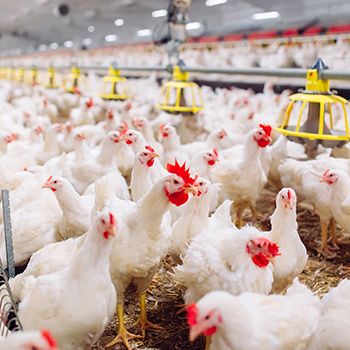 poultry in barn