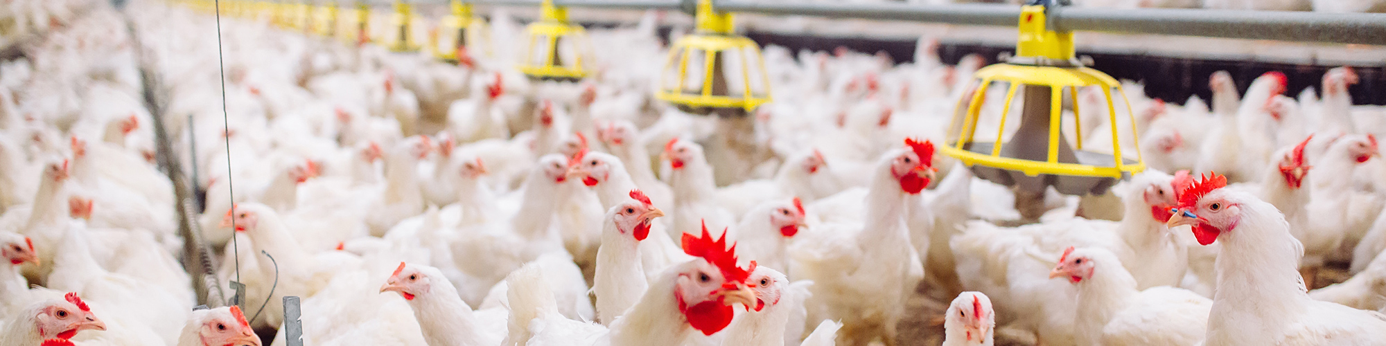 poultry in barn