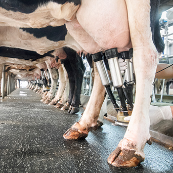 dairy cows milking