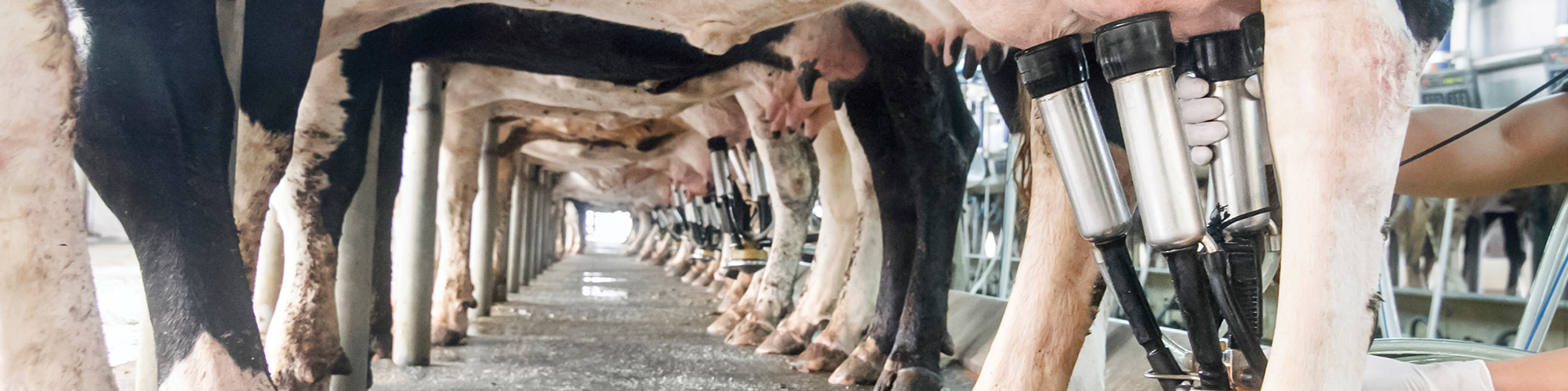 dairy cows milking