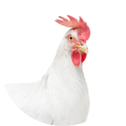 Species - Aves de corral